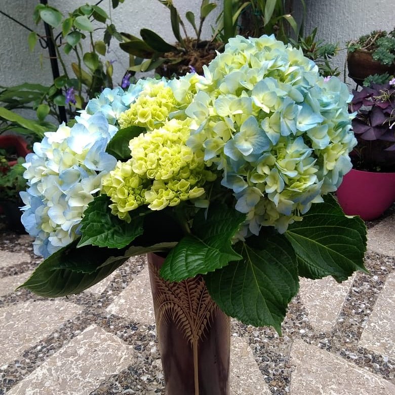 Fresh blue and mini green arrangement combo. Freshly delivered to your door. FREE SHIPPING.  #weddinginspiration #wedding #flowers #weddingstyle #love #hydrangeas #catering #flowersbygallonei #green #kiwi #white #purple Flowers By Gallon E&amp;I #gallonei #hydrangea