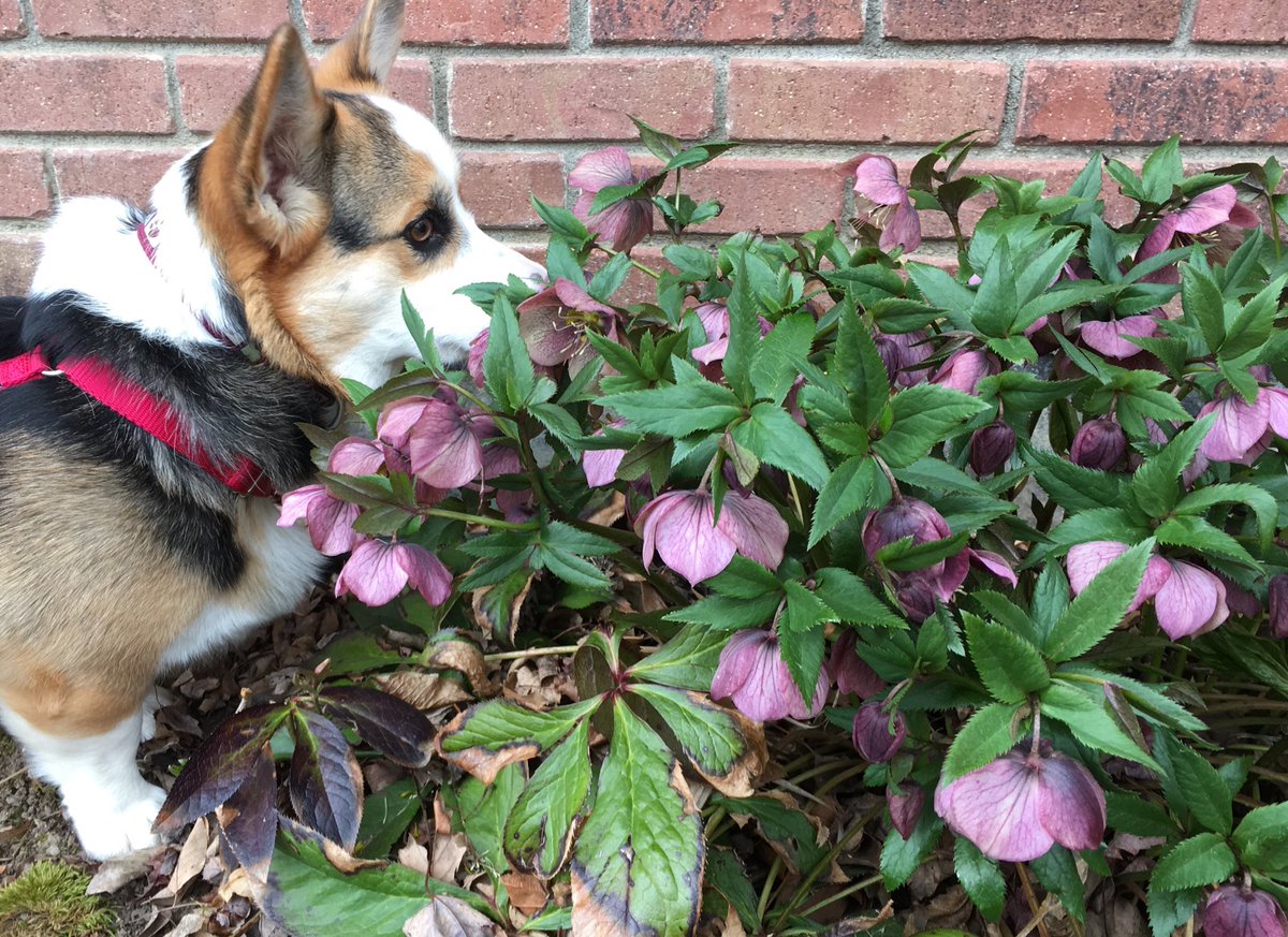 Dougal admires the Lenten Rose (hellebore) #spring #ColoradoGardening