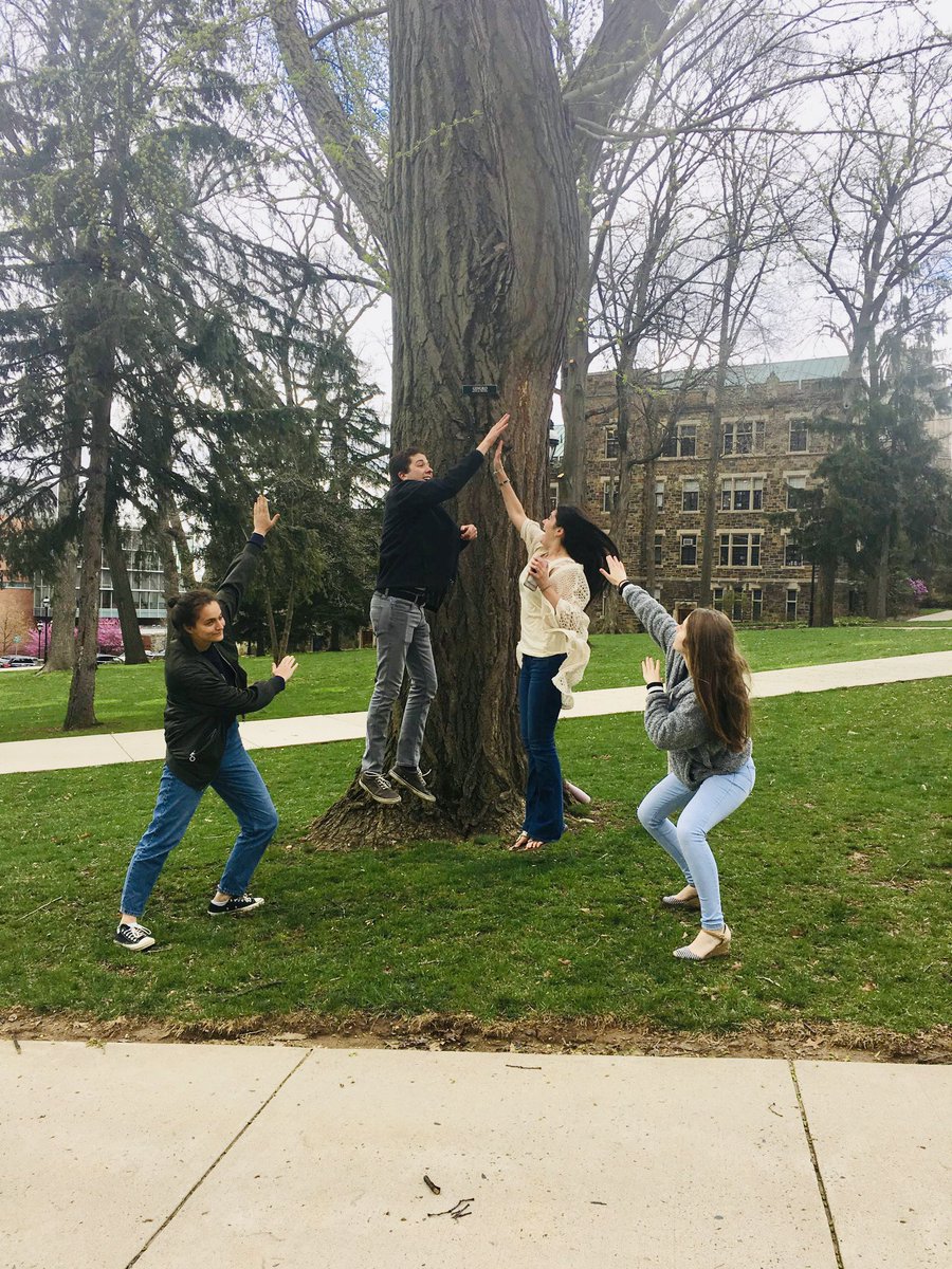 JordanOber4's tweet photo. Doing some yoga by the Ginkgo Tree with @AlekGulkewicz @NatalieRosato @VictoriaPasin11 #GinkgoSelfie #GinkgoGang #TreePose #ees028 https://t.co/Ye96MAyiwx