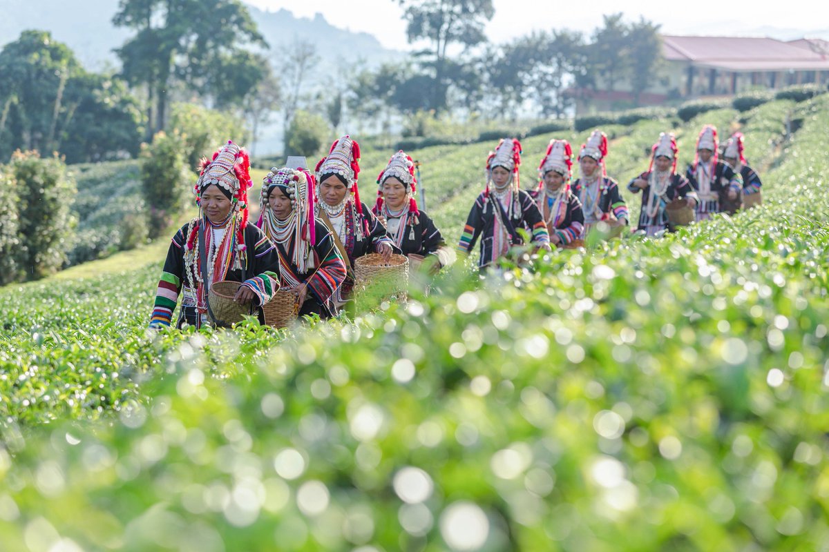 EasyToursGlobal's tweet photo. Women from the Akha #Tribe in #Thailand walking in the #tea #plantations

10-day Highlights of Thailand Group Tour:
https://t.co/YOwHCvup9O

15-Day Best Tour of Cambodia and Thailand Group Tour:
https://t.co/pmx7PTPNGd

All Thailand Packages:
https://t.co/vOuFSeVxQN

#group #tour https://t.co/5EtuEDi1ZM