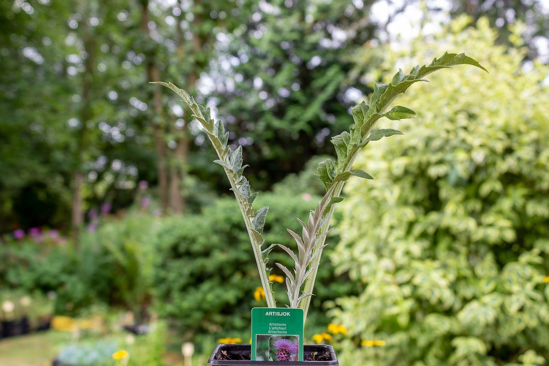 OlDaip's tweet photo. Mooie Artisjok planten te koop #bijzondere #groenten
https://t.co/FssDK2cCo0 https://t.co/SZBLeMl5u9