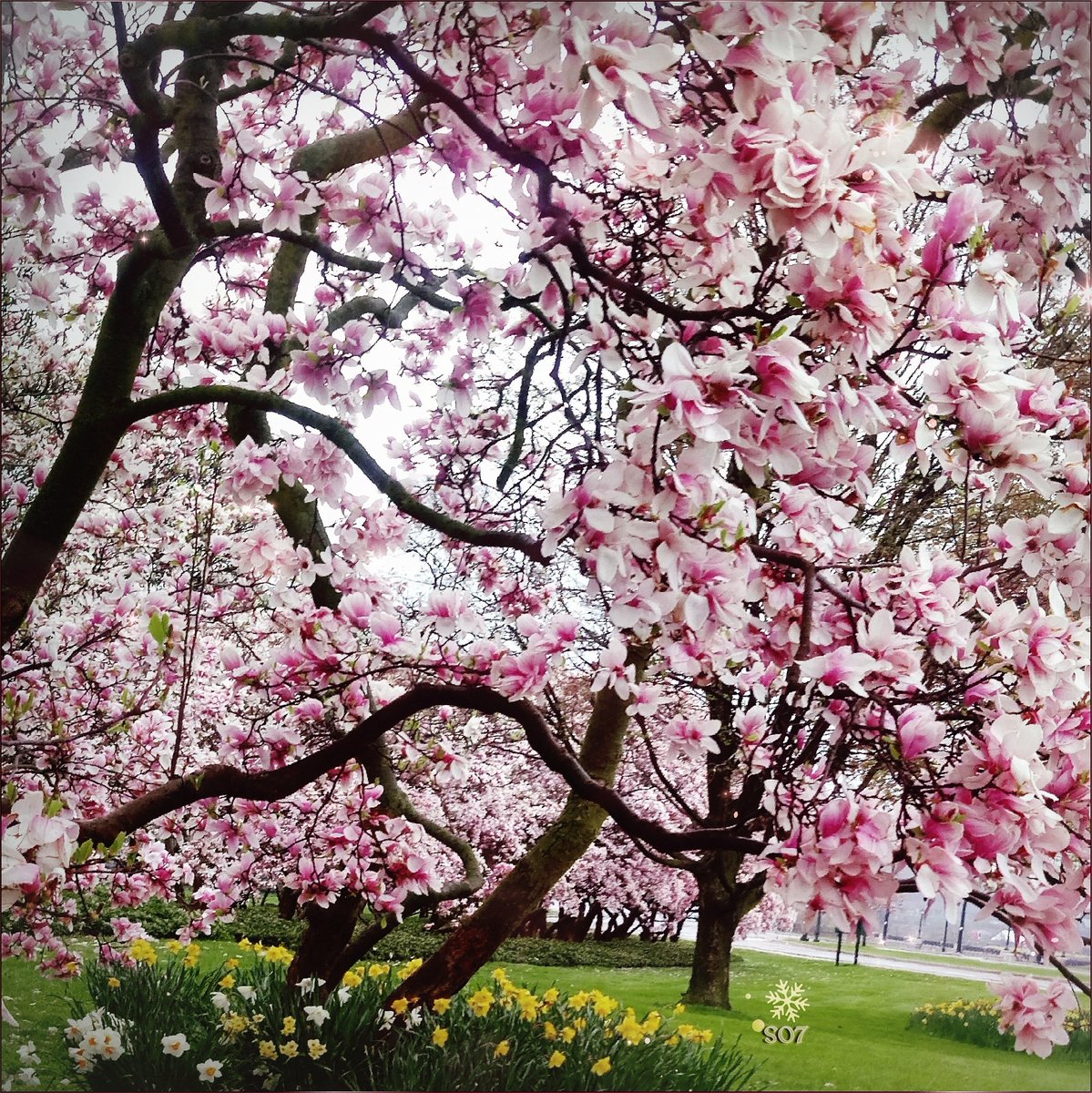 Snowflake07's tweet photo. Just because it won't stop to rain and snow for some reason doesn't mean we can't have beautiful spring pics, right?! Last year's Magnolia bloom should brighten this day lol...❄ #hugZz ツ
🌸 #winterade #magnolia #trees #love #HeartWorks #breathe
📸 https://t.co/8EcT6ipHwc https://t.co/j3A00KDUEX