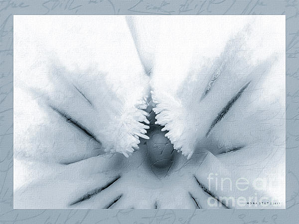 MonaStut's tweet photo. New artwork for sale! - "Viola Cornuta Horned Pansy Yellow Macro BW" - https://t.co/d1RSRcaASI @shoppixels https://t.co/CXBEhSpbPD