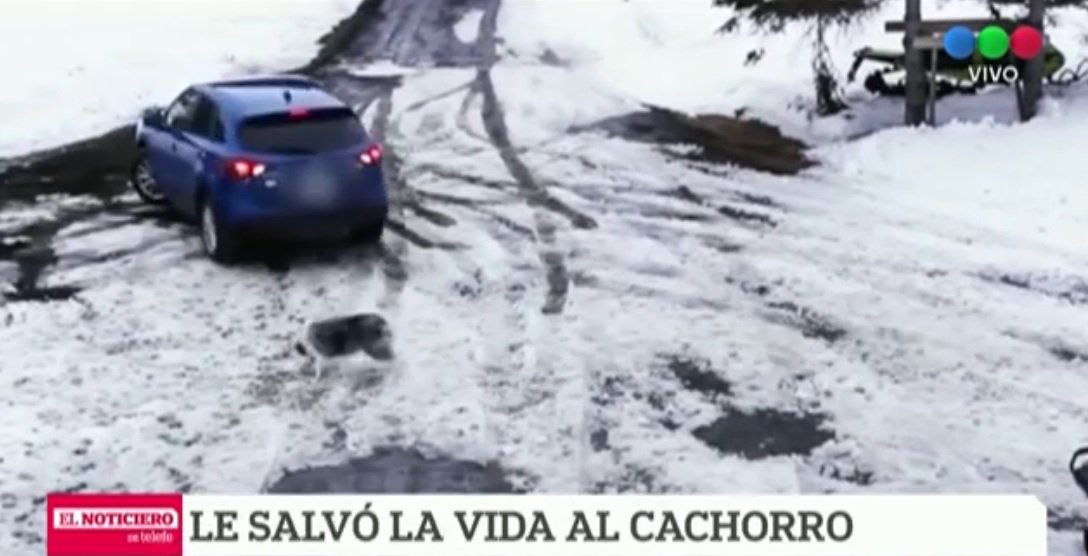 elnotidelagente's tweet photo. #PerroHeroe Es canadienese y en las últimas horas se hizo viral por lograr este rescate espectacular. Un verdadero capo: https://t.co/ktnmXYWsUe https://t.co/zXxePySzrE