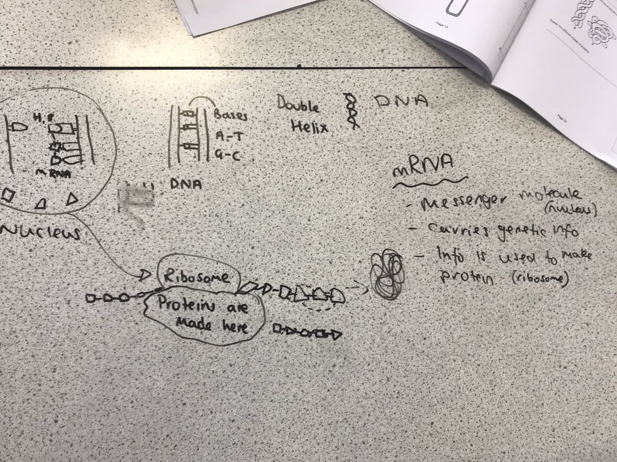 MissGBio1's tweet photo. Brilliant tutorial sessions with N5 today including some desk notes and diagrams. Pupils told me a few areas they were struggling with during their revision. We tackled them head on!! #ironingoutthecreases #N5Bio https://t.co/dRGkbViDRQ
