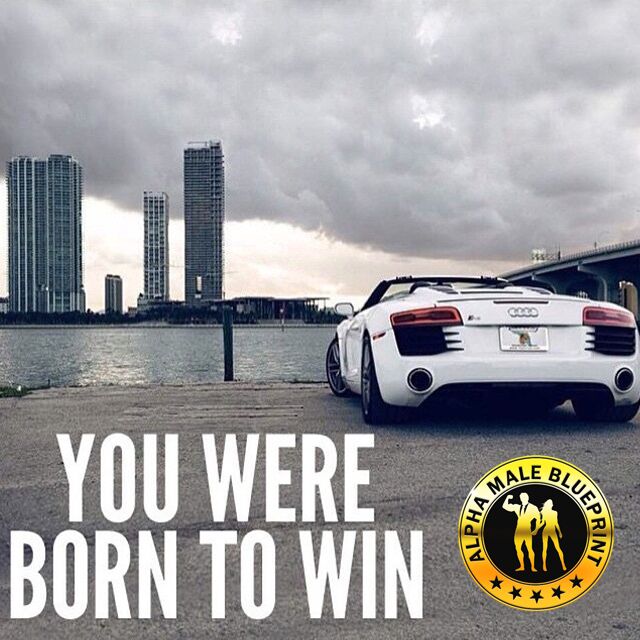 Alpha Male Blueprint tweet media