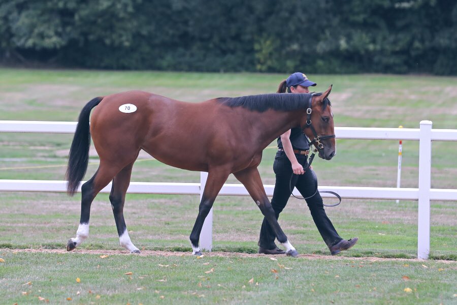 TabithaRThomas's tweet photo. Great to see our first pinhook Maybellene run a massive race to finish 3rd on debut. Can’t wait to see her out again 🐎 https://t.co/C4d9Waj3XZ