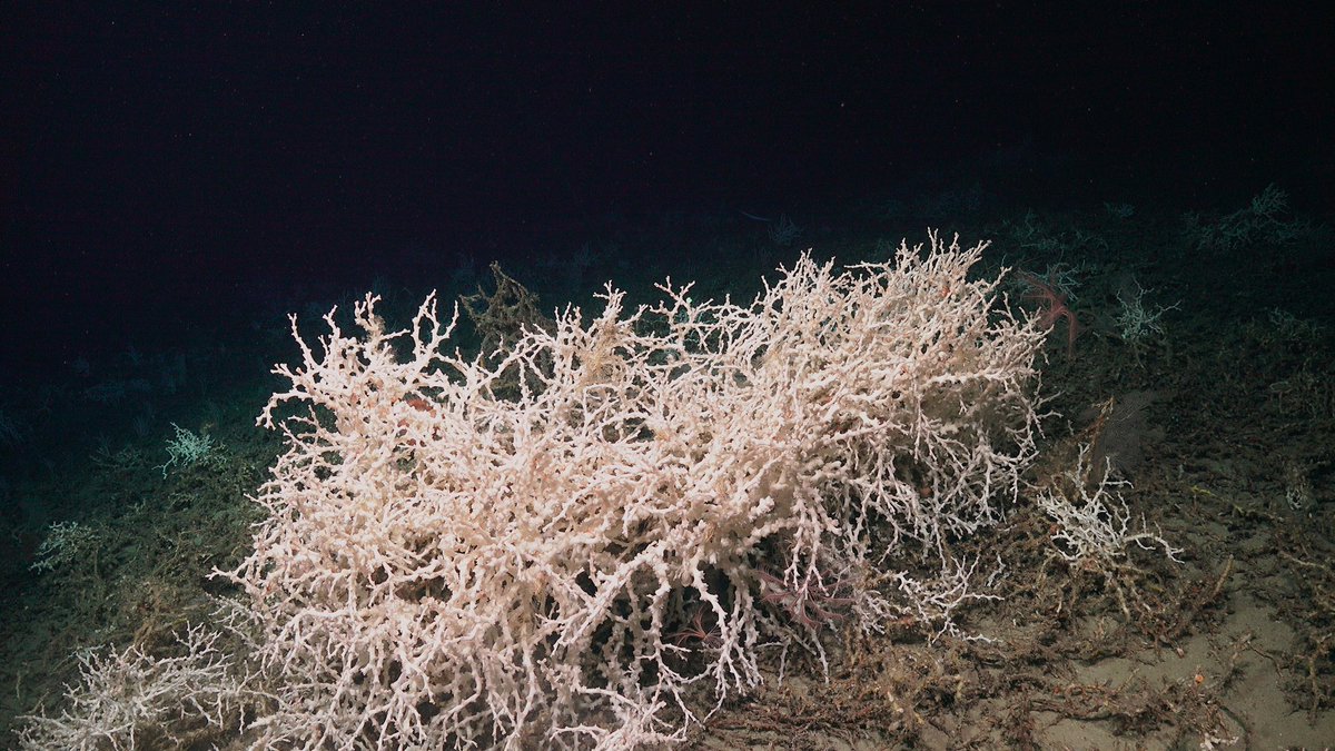 Lophelia coral seem during dive off SC coast