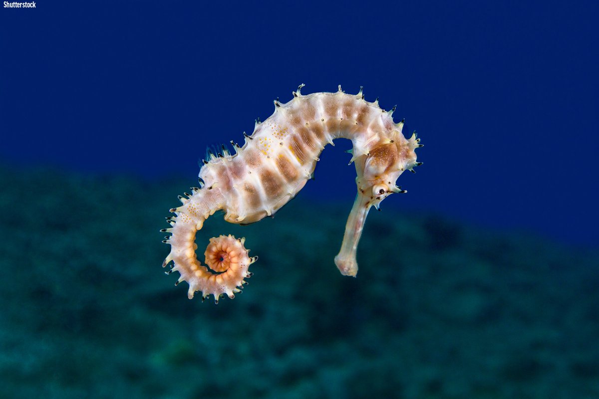 oceana's tweet photo. Seahorses are pretty majestic.

There are around 36 seahorse species, which are found in tropical and temperate coastal waters where they swim upright among seaweed and other plants. Their tails are curved and flexible, and can be used to grasp objects! https://t.co/rCgQjuEhhv