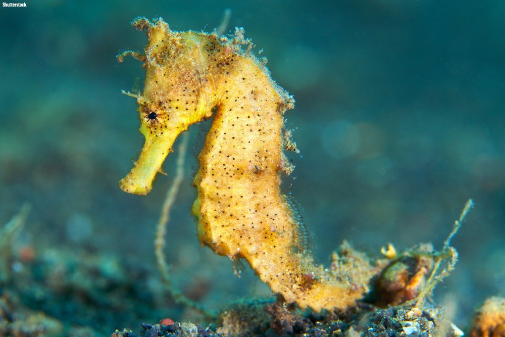 oceana's tweet photo. Seahorses are pretty majestic.

There are around 36 seahorse species, which are found in tropical and temperate coastal waters where they swim upright among seaweed and other plants. Their tails are curved and flexible, and can be used to grasp objects! https://t.co/rCgQjuEhhv