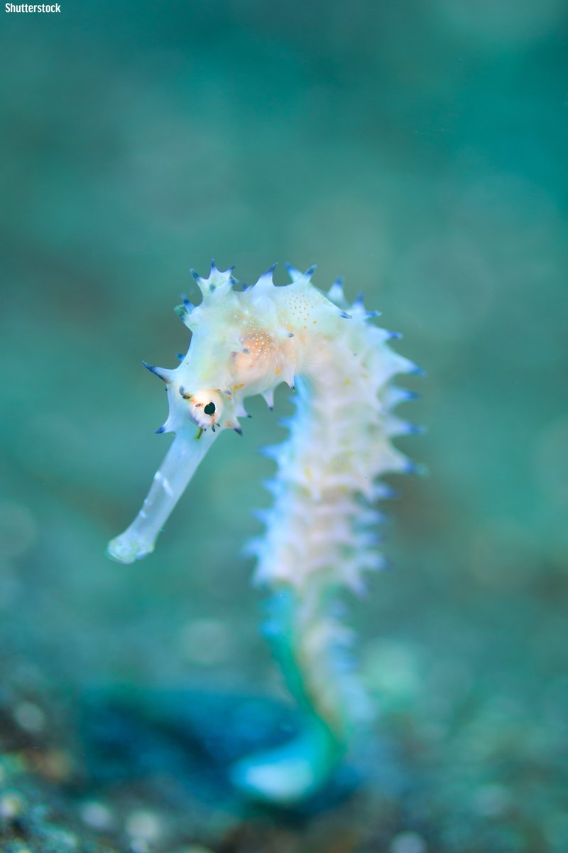 oceana's tweet photo. Seahorses are pretty majestic.

There are around 36 seahorse species, which are found in tropical and temperate coastal waters where they swim upright among seaweed and other plants. Their tails are curved and flexible, and can be used to grasp objects! https://t.co/rCgQjuEhhv