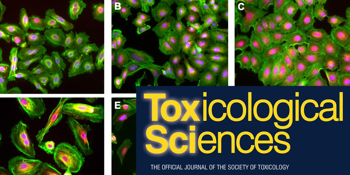 SOToxicology's tweet photo. .@ToxSci #EditorsHighlight: Refining In Vitro Toxicity Models: Comparing Baseline Characteristics of Lung Cell Types https://t.co/O4dpgrntGp https://t.co/sbkmRCiwZI