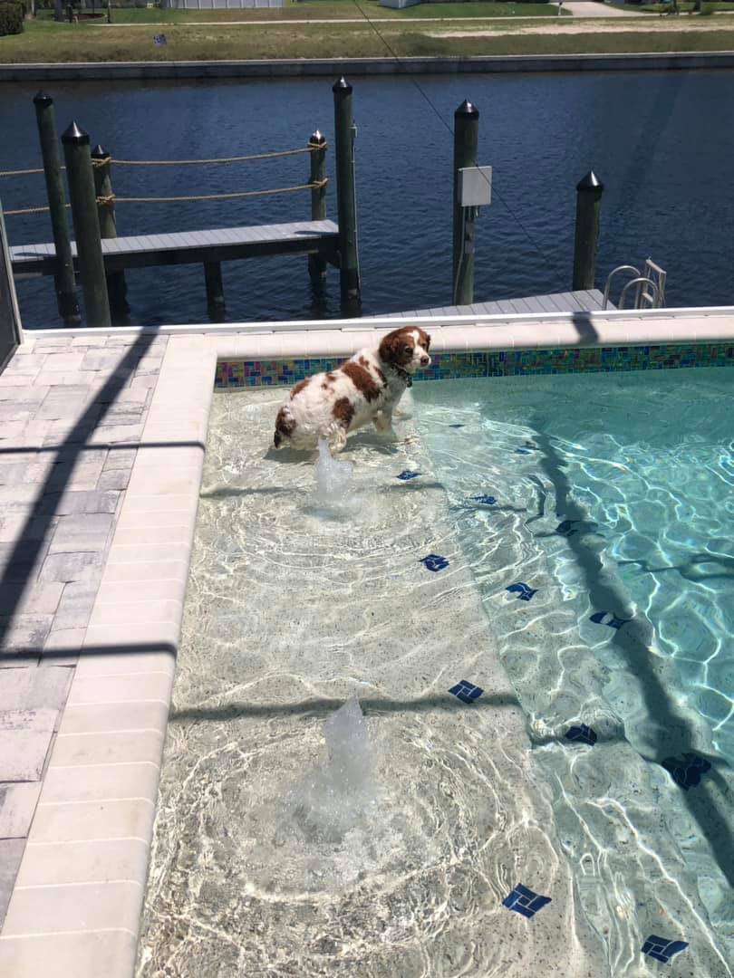 FL_dreamhome's tweet photo. Another dream delivered! Congrats to the Roloff family and to their child (seen below) who got to test drive the pool first. Kids.
#swfl #capecoral #newhomeconstruction #poolpackage https://t.co/9PsnOZ1Va0