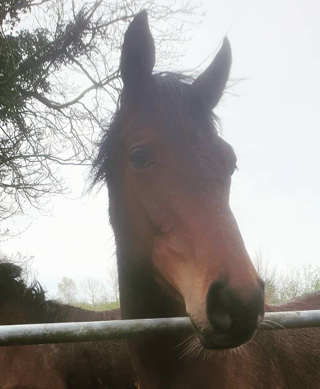 kerenlarkinire's tweet photo. Our gorgeous Ocovango yearling colt. He is so well put together. Gorgeous head and big honest ears 💚
#ocovango #yearling #knockieran #homebred #storehorse #halfbrother = #lagavroche #nationalhuntracing #thoroughbredsofinstagram #thoroughbred #joysoffarming #rurallife #tippe… https://t.co/ozEop48e1T