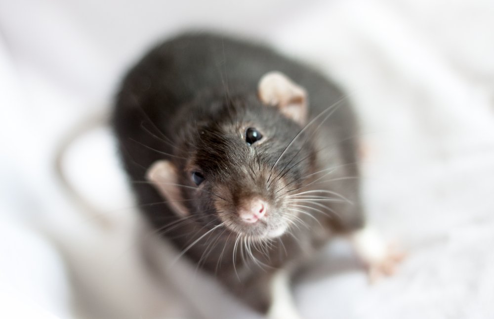 AngelmanBiomark's tweet photo. Update from ASN:  Reactivating UBE3A May Reverse Changes in Brain in Angelman Syndrome, Study In Mice Shows https://t.co/0QMuBCSgHs AngelmanSyndromeNews https://t.co/4C3W2MEfjE