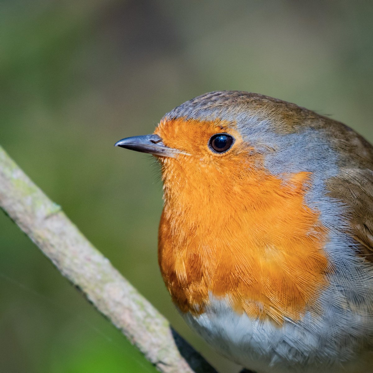 RT @Martin__Wallace: Robin @BBCSpringwatch @Team4Nature @NatureUK @Natures_Voice @Britnatureguide @britishbirds @BritBirdLovers @britwildlife @WildlifeTrusts @wildlife_uk @Birds_UK @BirdWatchingMag @WoodlandTrust @wildlife_birds @BirdWatchDaily