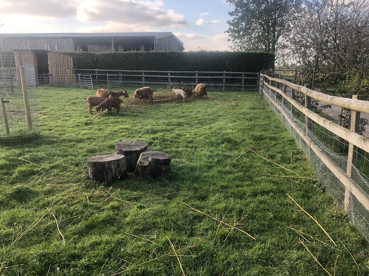 Here’s the #goats feasting on pollarded red #Willow stems. Amazingly milk yields were up by 700g next day, so what fantastic use of waste material. We use the stripped rods for pea supports, as after the bark is eaten they won’t root. For once the goats are being productive!