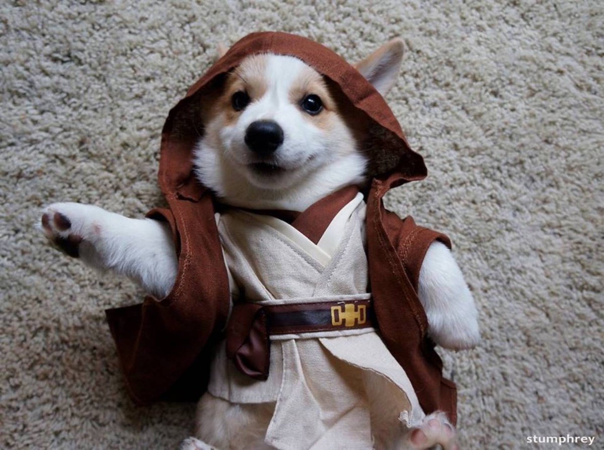 barks_n_brews's tweet photo. May the 4th Be With You! Happy Barks N' Brews Day!! Come on down to AMB to support the @WataugaHumane at @AMBrewery today from 12-4pm #Boone https://t.co/Deg0ymkLsK