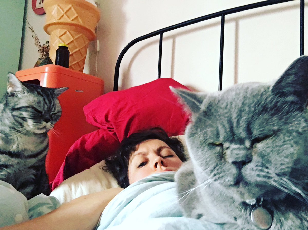 Another no show day for “I Made This For You” for @melbcomedyfestival . Go see @MartinDunlop1 @jude_perl @PeeVeeSee @Zach_Viggo @Barnie_Juancan @thelisaskye and Cassie Workman. Please enjoy this photo of my cats threatening  murder for sleeping instead of providing biscuits.