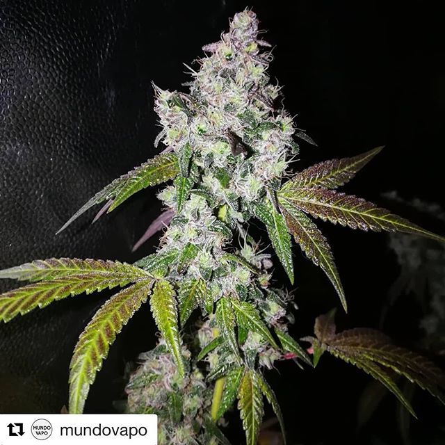 420storecl's tweet photo. #Repost @mundovapo 💨
¡Un clon de #GorillaCookies 🦍 @420seeds 🦍cultivado en coco en sus últimas semanas de floracion a pura agua tomando tonos morados! ¡Se viene abril cogollos mil! 😍#gorillacookies #420seeds #highlife #420time #dank #gg4 #gsc #forumc… https://t.co/e5CKmiHtG4 https://t.co/I7EJVzzCSU