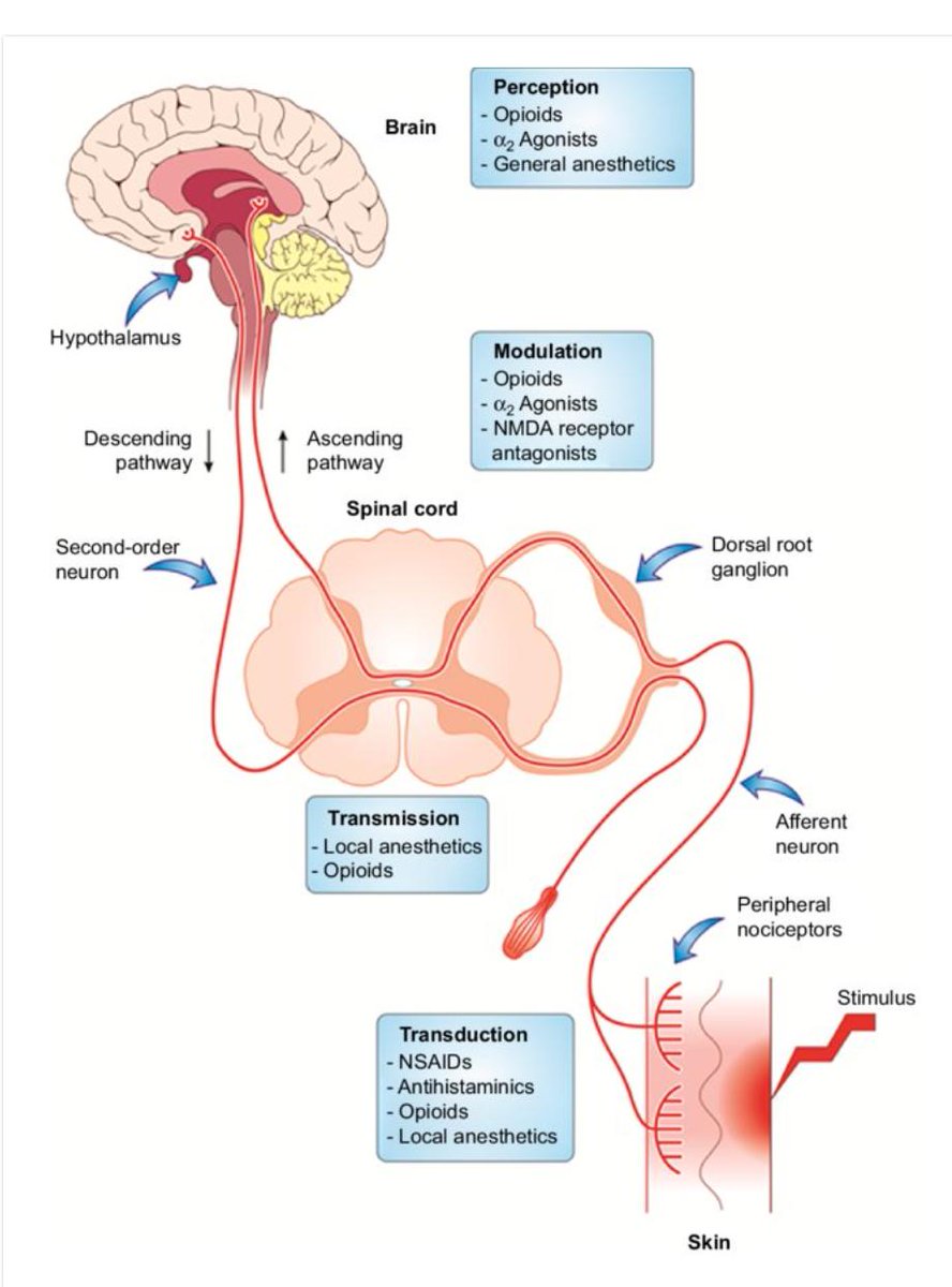 david samuels, MD tweet media