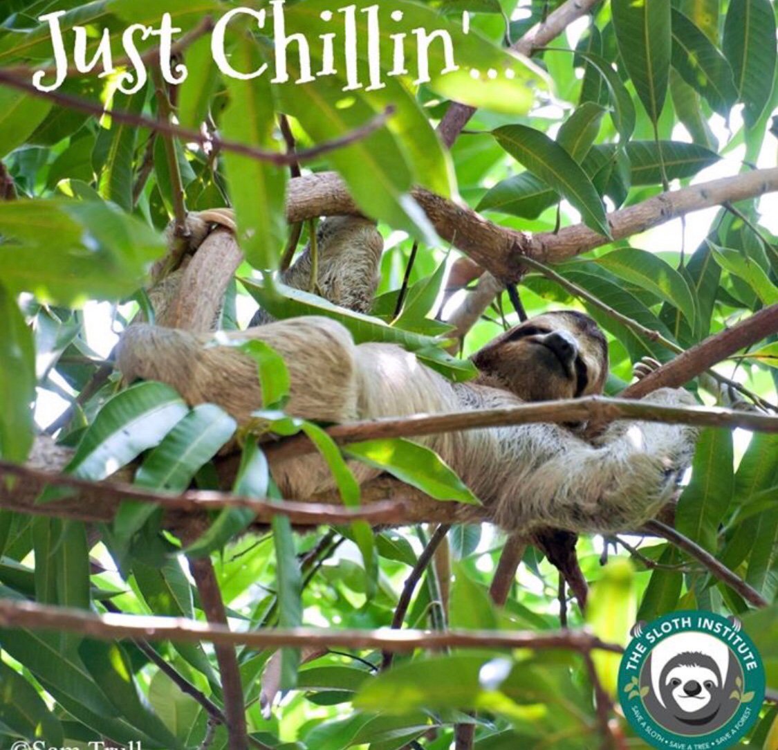 slothinstitute's tweet image. It’s #SlothFact time!
People used to think that sloths slept for about 15-20 hours a day because of how little they move. However, three-fingered sloths really sleep for around 9 hours a day! The rest of the time, they rest to conserve energy.

Share this #AnimalFact
