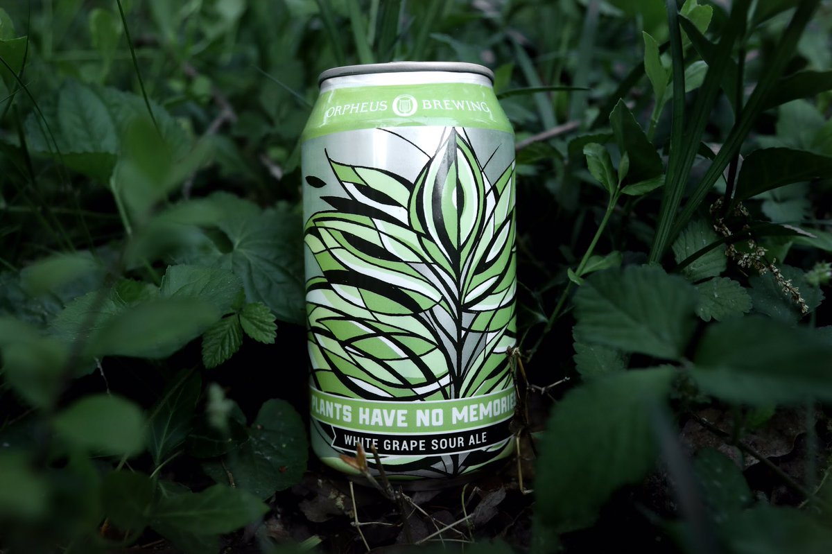 orpheusbrewing's tweet photo. Plants Have No Memories, 🌾Gewürztraminer grape sour is back for Spring!⁣
⁣
This light, nuanced sour yields tart notes of grapefruit, lychee, and pineapple, this sour ale is balanced by its crisp, dry finish. ⁣
⁣
Available again in the Tasting Room, Thursday 4/18. https://t.co/i3BxFcziX9