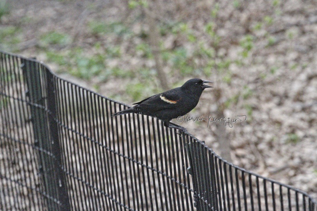 TheLLGardener's tweet photo. People are not the only ones to be "on the fence....." https://t.co/YUkL5Bgfpl #bluejays #housesparrows #redwingedblackbird #malenortherncardinal #femalenortherncardinal #onthefence #centralpark #nyc
@NYCParks @CentralParkNYC @My_Cen_ParkNYC @FastMiler https://t.co/ZLhw8N0DYM