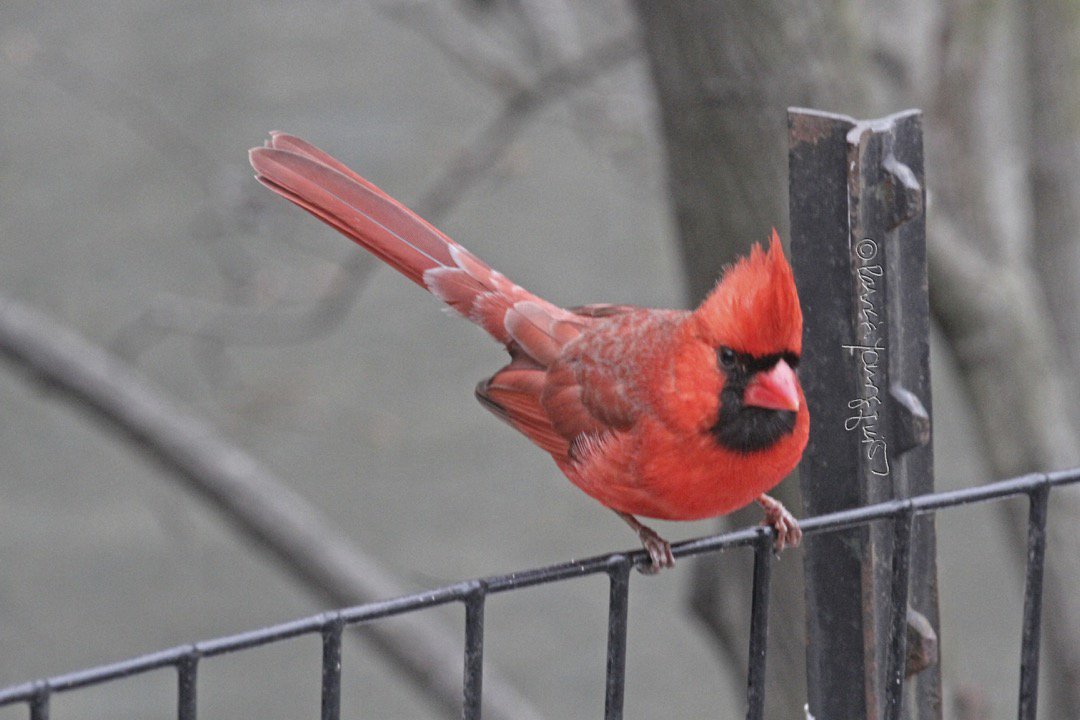 TheLLGardener's tweet photo. People are not the only ones to be "on the fence....." https://t.co/YUkL5Bgfpl #bluejays #housesparrows #redwingedblackbird #malenortherncardinal #femalenortherncardinal #onthefence #centralpark #nyc
@NYCParks @CentralParkNYC @My_Cen_ParkNYC @FastMiler https://t.co/ZLhw8N0DYM
