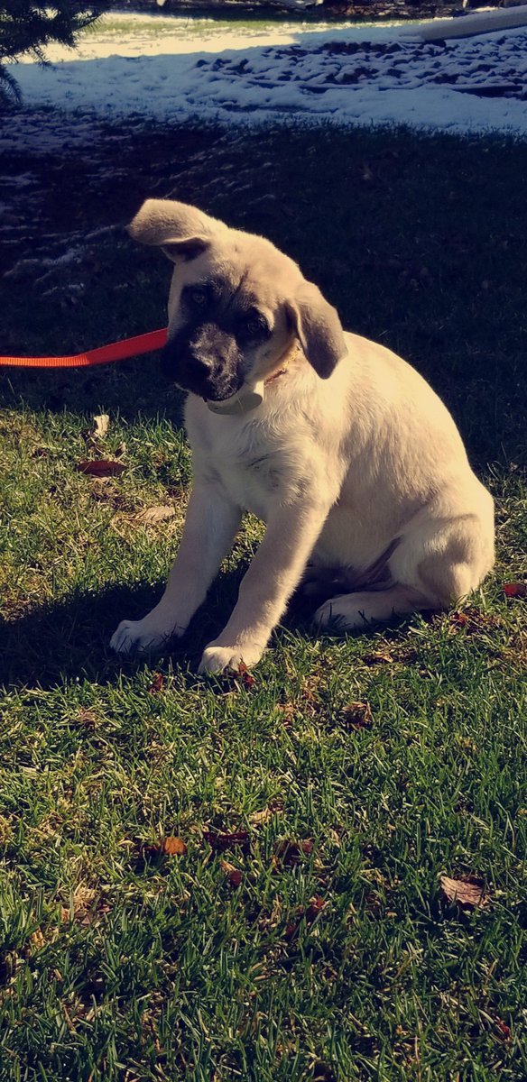 Petstoptpc's tweet photo. Sweet, little timid Shamus is starting to learn his boundaries.  Slow start but he will get there. #goodboy https://t.co/8UhxXPGS4w
