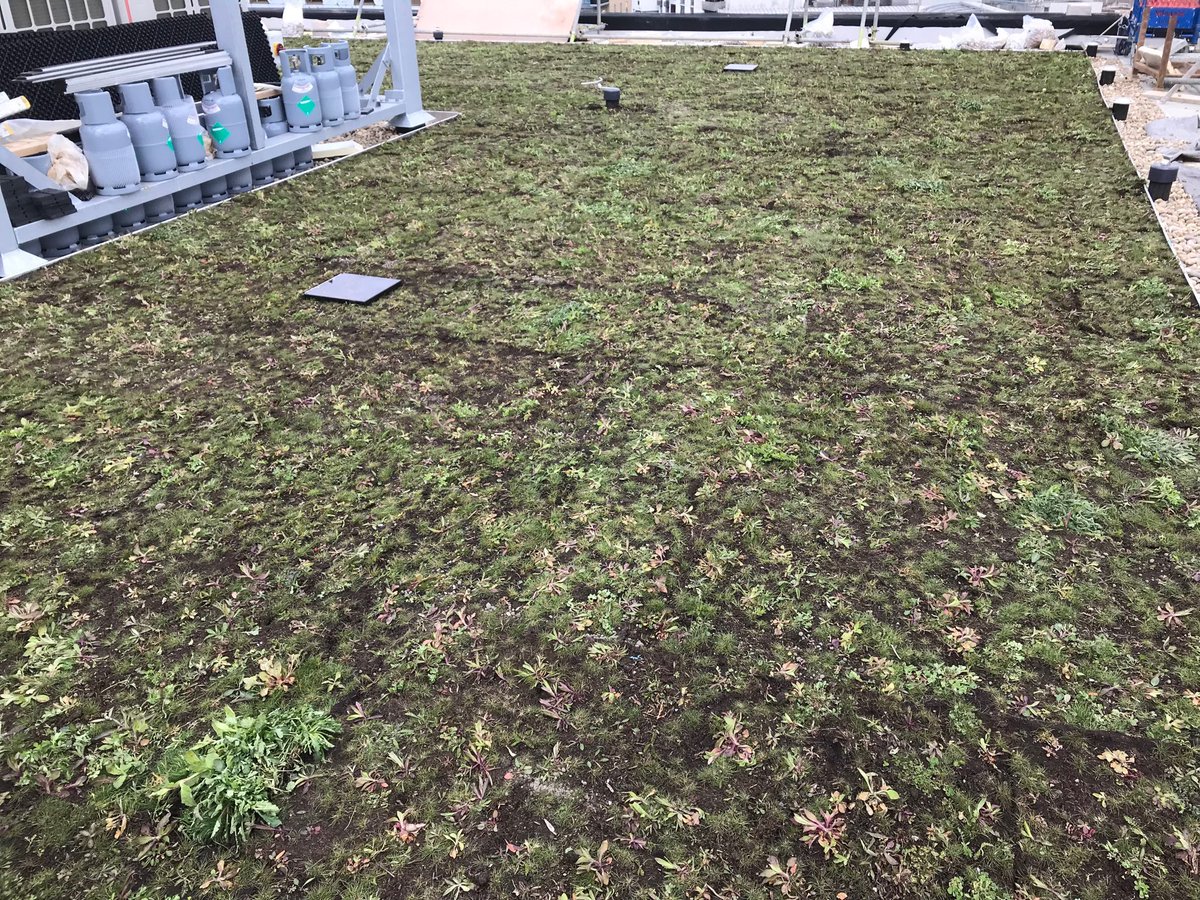 IcbMark's tweet photo. Another great Wildflower bio diverse roof installed in double quick time by ICB Projects and Michael Johnson Roofing https://t.co/zioKpQIJIH