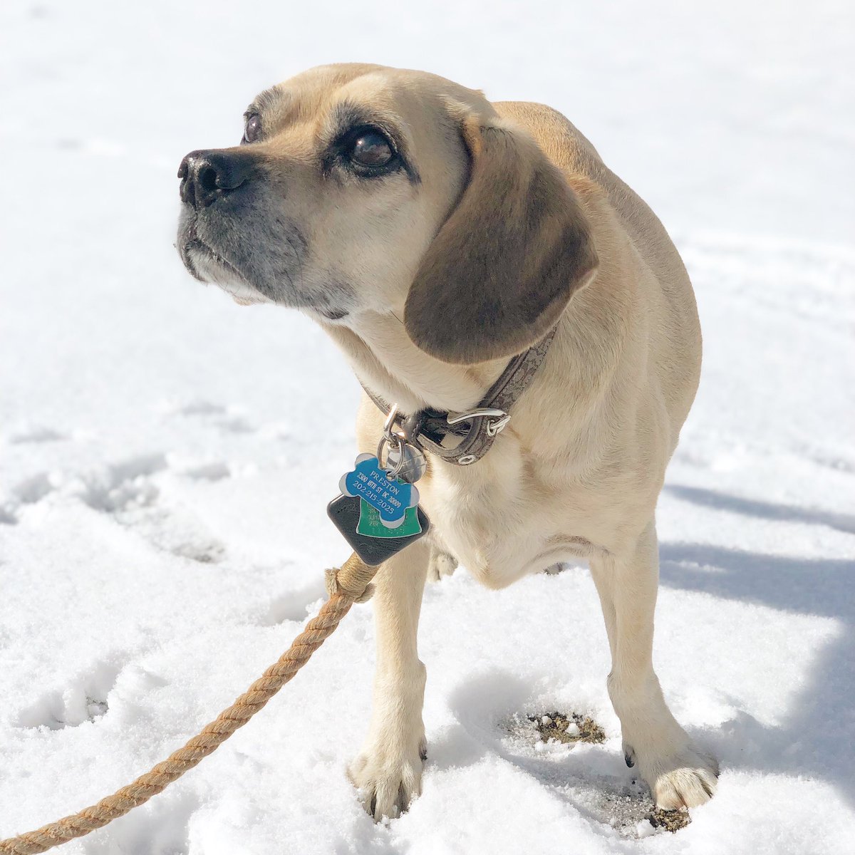 puggle's tweet photo. Today I turn 14 years old! https://t.co/cftv1Hk1gq