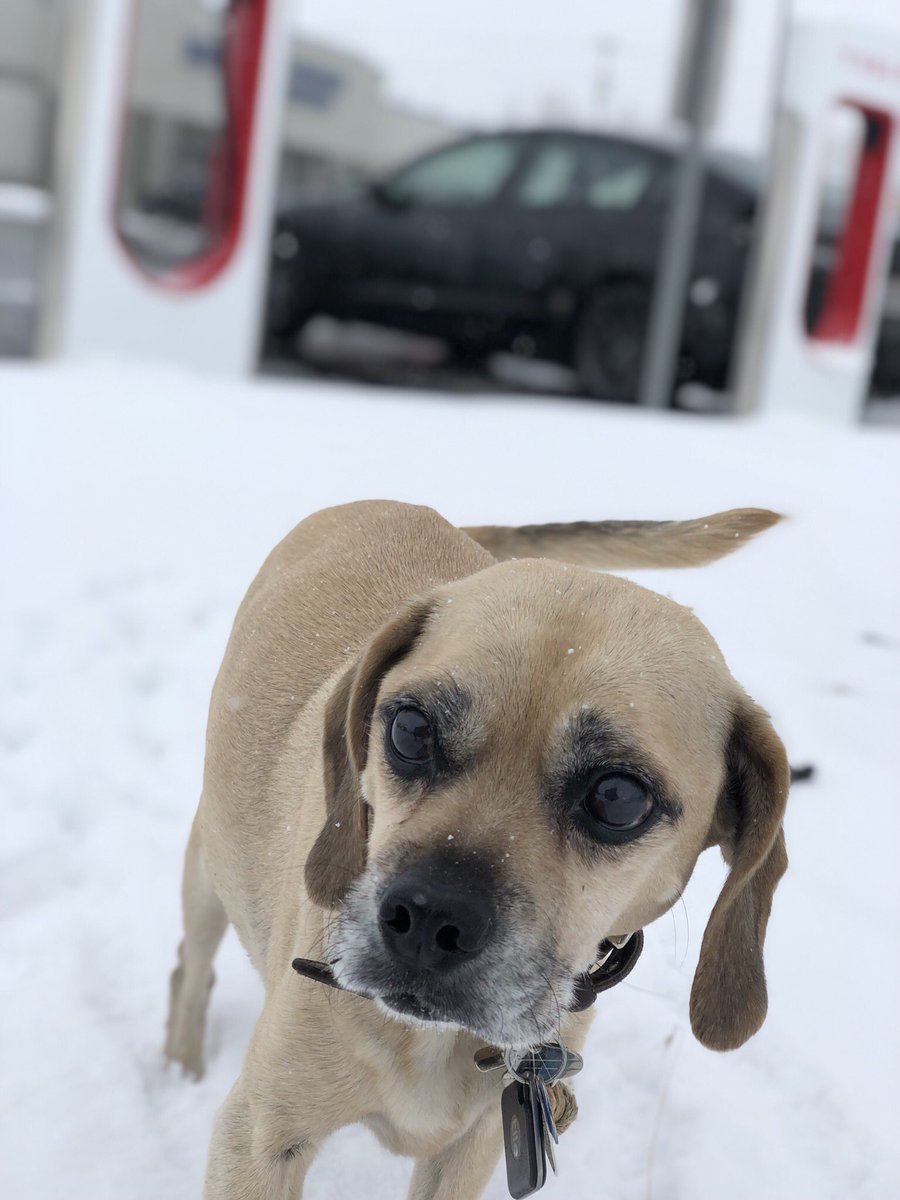 puggle's tweet photo. Today I turn 14 years old! https://t.co/cftv1Hk1gq
