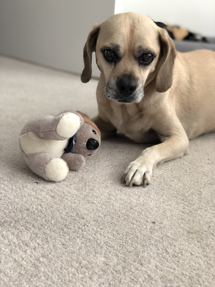 puggle's tweet photo. Today I turn 14 years old! https://t.co/cftv1Hk1gq