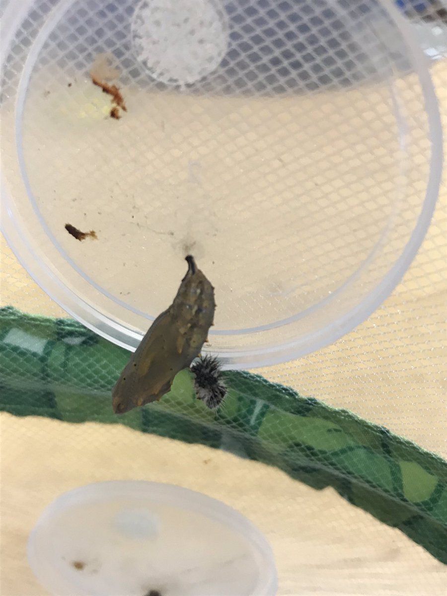 MrsMCommons's tweet photo. Our caterpillars formed their chrysalis this weekend! Counting down the days until we have 7 butterflies in our net! #growinggreatness #codercats #insectlifecycle #science #iteachsecond https://t.co/Mr0Ftr29RW