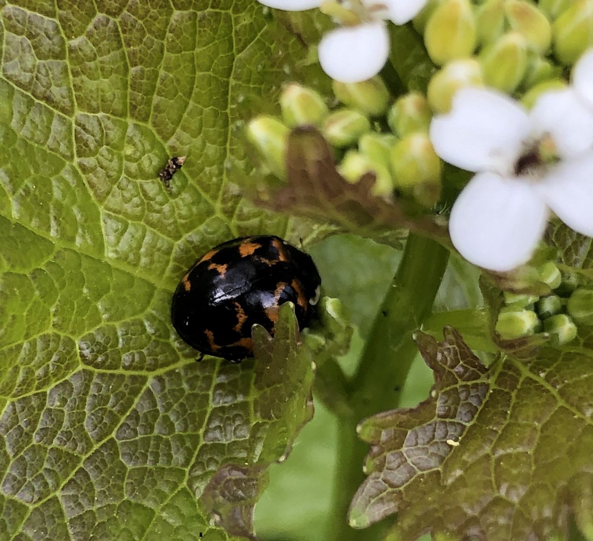 tillingtonchum's tweet photo. Early evening at the valley roadside... a 14-spot #ladybird on nettles, and, on Garlic Mustard beside a nearby path, a Harlequin. #WestonCommon @SouthamptonCC https://t.co/MbWvfgE0oO
