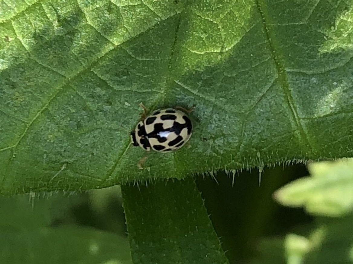 tillingtonchum's tweet photo. Early evening at the valley roadside... a 14-spot #ladybird on nettles, and, on Garlic Mustard beside a nearby path, a Harlequin. #WestonCommon @SouthamptonCC https://t.co/MbWvfgE0oO