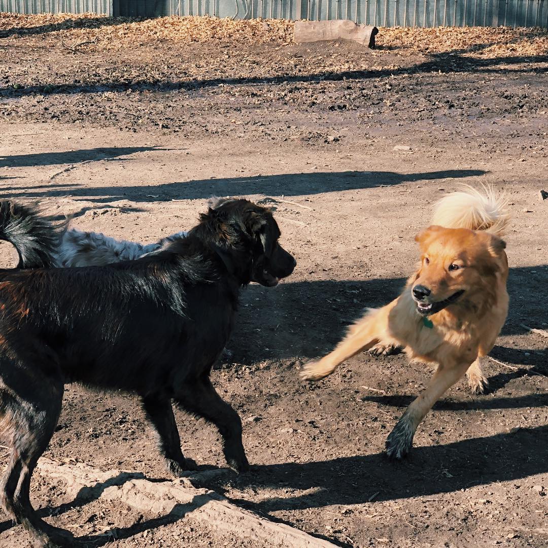 woofup_app's tweet photo. Ready, set, BARK! #dogsoftwitter #NewYorkCity #Brooklyn #woofup https://t.co/wFA9rIUddh