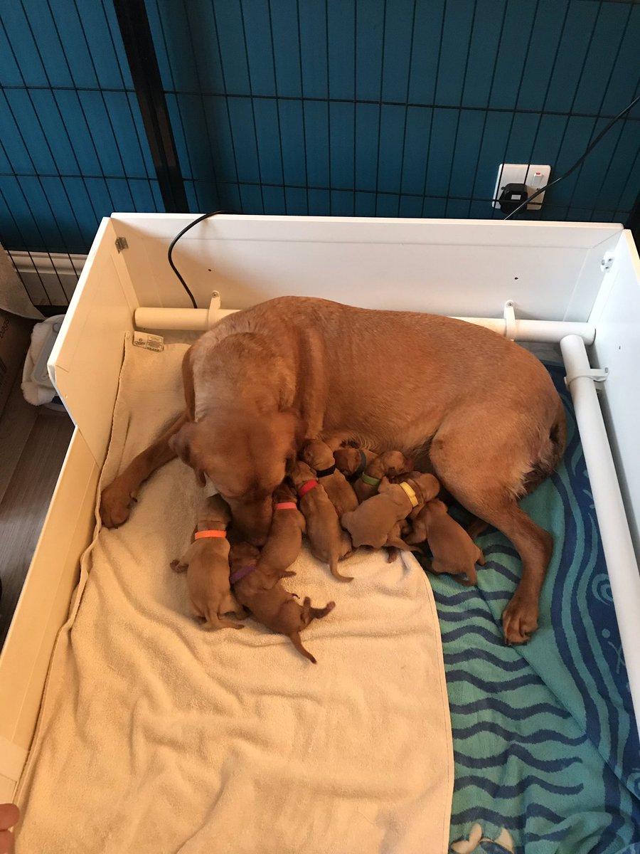 simplyk9ltd's tweet photo. 9 healthy puppies born today xxxx #labradorretriever #puppies #labradorbreeder #mamasky https://t.co/OEmO5UuS8V