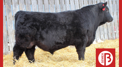 Semex's tweet photo. 0200AN10830 FLYING V SENTINEL PRIME 63D throws progeny like this guy from Flying V Angus. He is full of performance, thick, well muscled, deep sided and stands on a strong set of feet and legs #SemexBeef #CABcattle https://t.co/OLDBa1lX5E