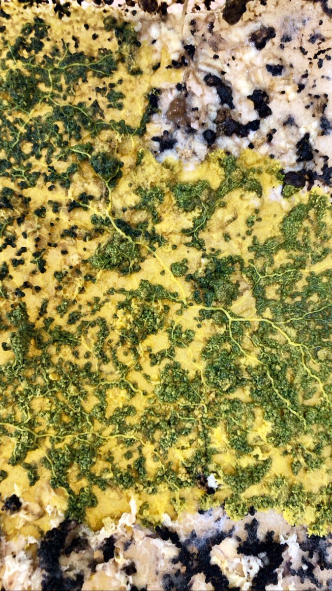WillowKaya's tweet photo. #slimemold #physarum #sporulation https://t.co/MD6MQ3llIv