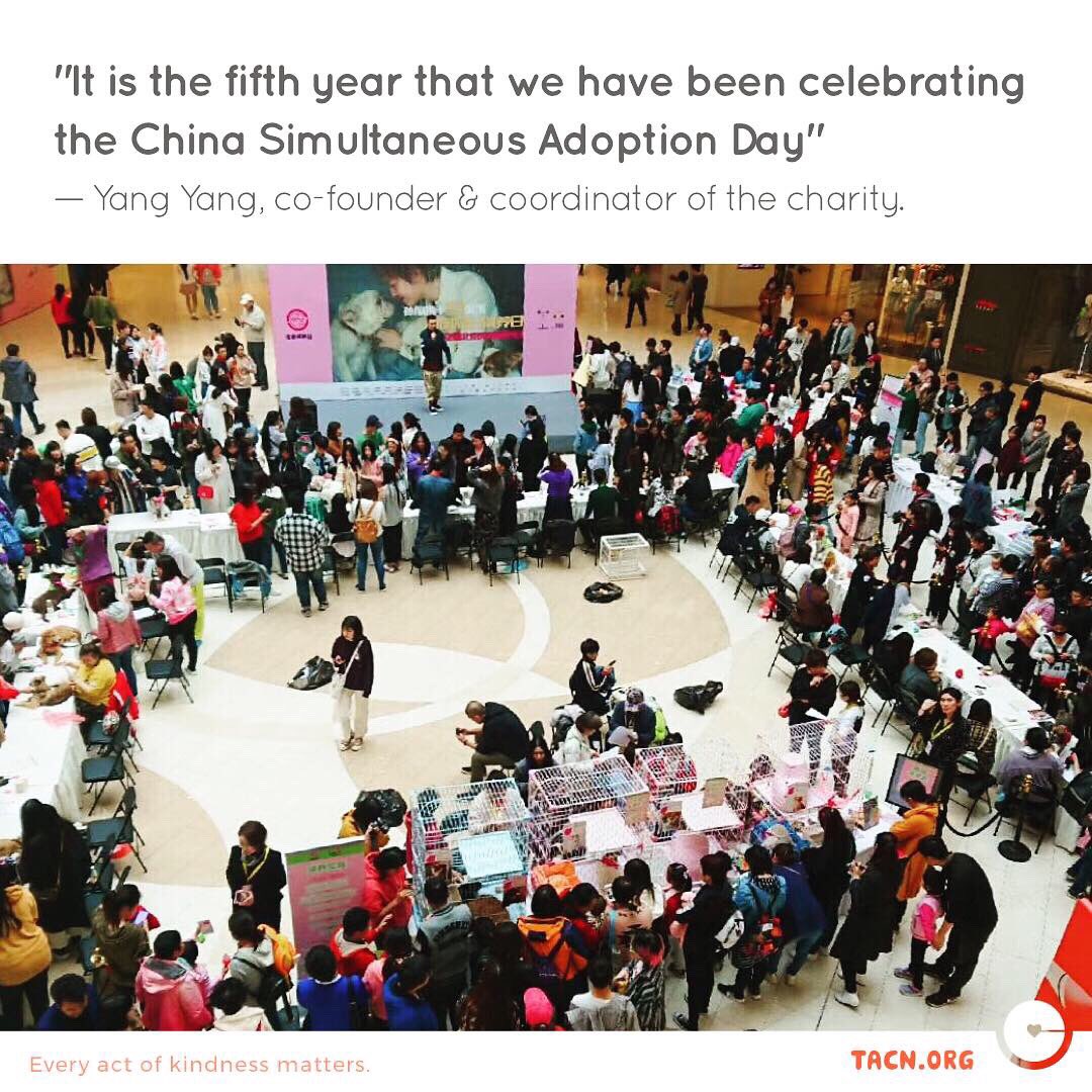 tacnofficial's tweet photo. Isn’t this amazing! The Adoption Day has not only been giving adoptable pets a place to be promoted, it has also been acting as an educational platform for responsible pet ownership in China 🇨🇳
(Source: Xinhua News)
#animalwelfare #china #adoptionday #adoptdontshop #dog #cat https://t.co/Td52GGrOCX