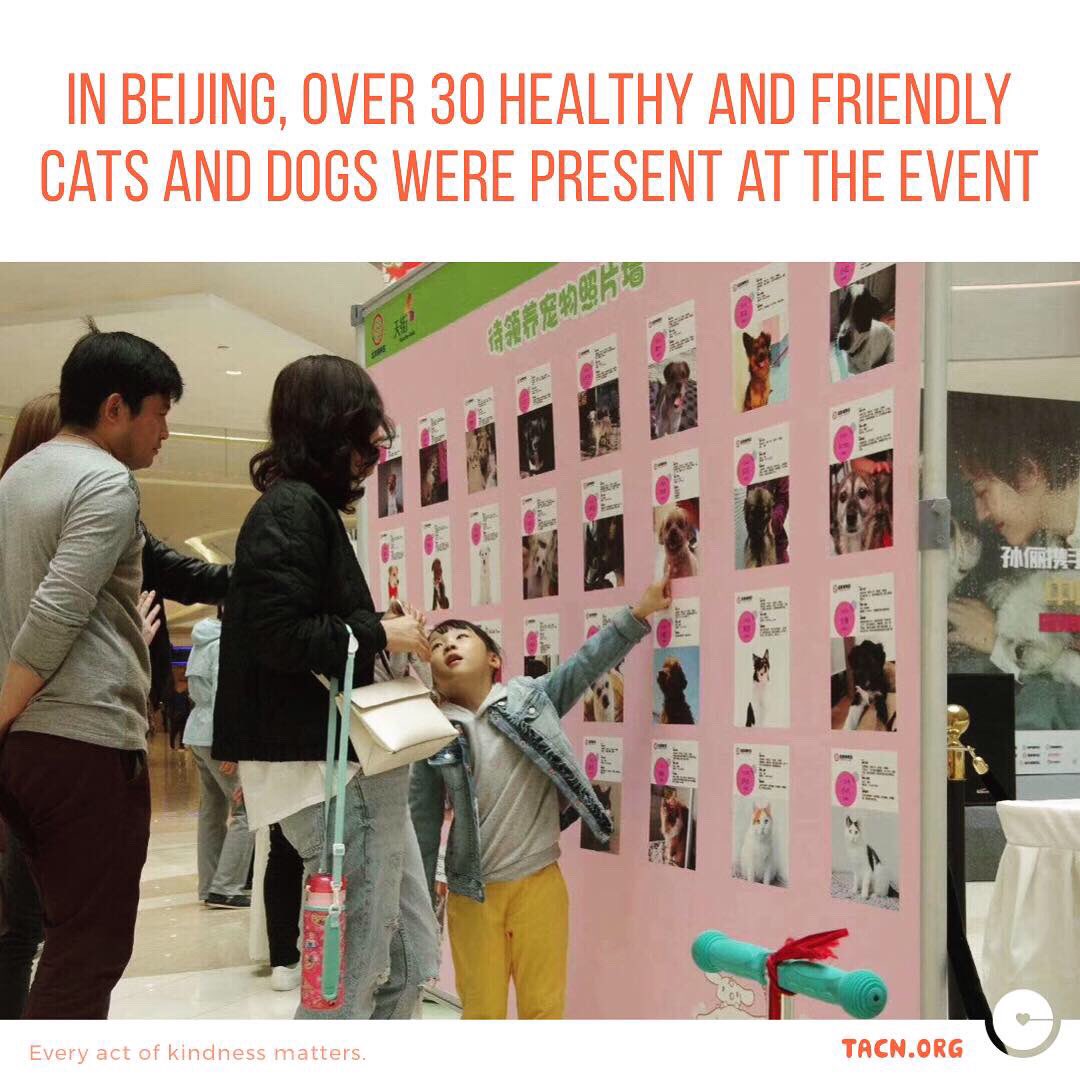 tacnofficial's tweet photo. Isn’t this amazing! The Adoption Day has not only been giving adoptable pets a place to be promoted, it has also been acting as an educational platform for responsible pet ownership in China 🇨🇳
(Source: Xinhua News)
#animalwelfare #china #adoptionday #adoptdontshop #dog #cat https://t.co/Td52GGrOCX