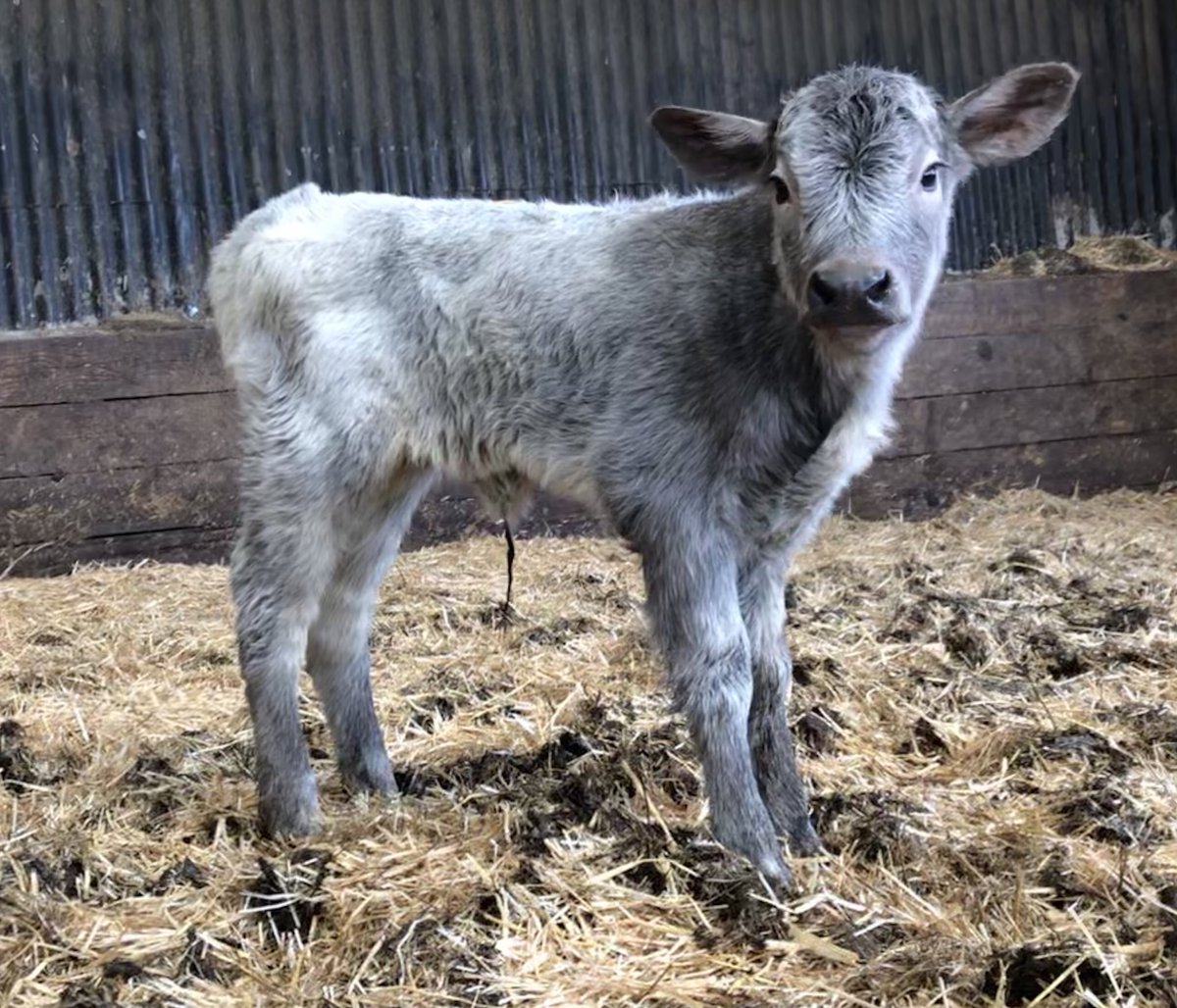 newlandfarm's tweet photo. Riggit X Albion heifercalf #NFCalving19 #Calfpix https://t.co/gWBfjtPTYy