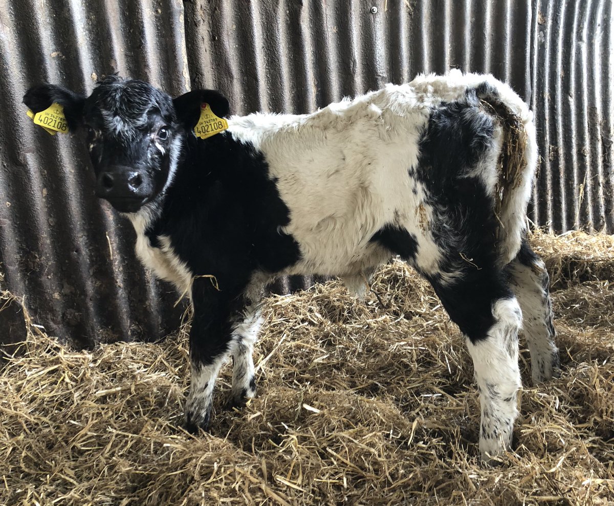 newlandfarm's tweet photo. Angus X Beggit heifercalf #NFCalving19 #CalfPix https://t.co/ewgfyubYr6