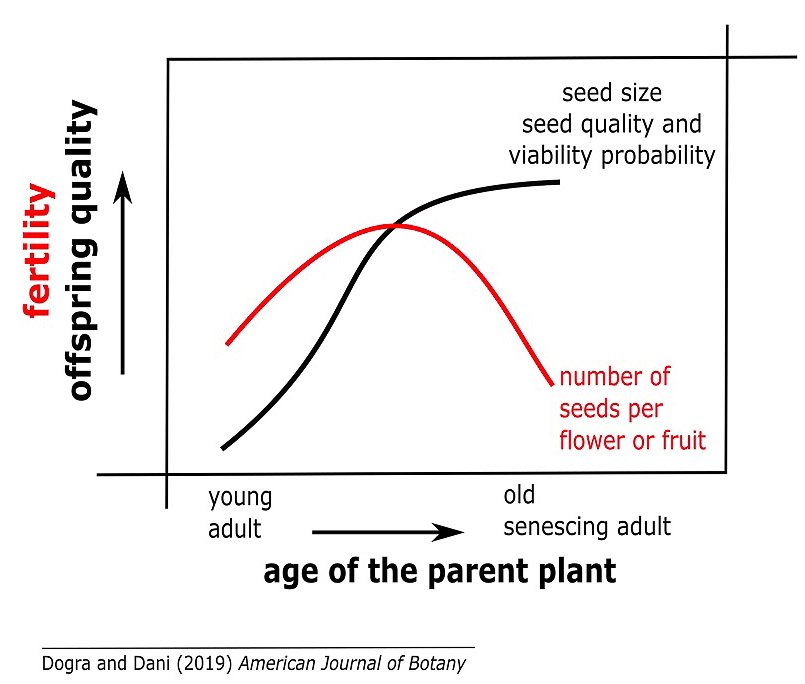 Botanical_'s tweet photo. Defining features of age‐specific fertility &amp; seed quality in senescing indeterminate annuals (new #AJB research by Harshita Dogra &amp; K. G. Srikanta Dani) https://t.co/QwNK5eC6t7 #botany @wileyplantsci @Harshita1694 https://t.co/GiQaaBLr6K