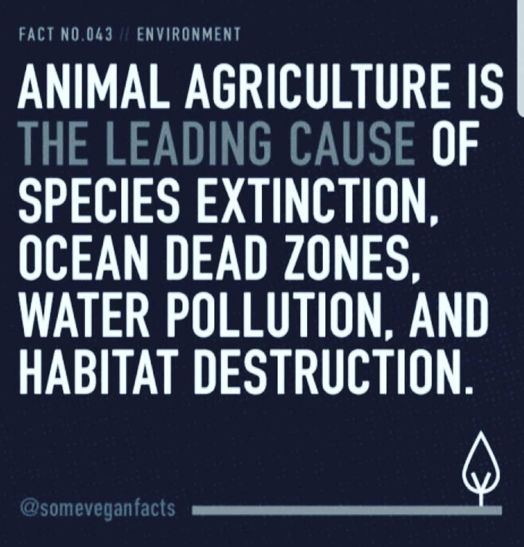 hungryherbs's tweet photo. Becoming vegan is the single biggest thing someone can do to combat #speciesextintion #oceandeadzones #waterpollution #habitatdestruction 🌍🌎🌏 #oneplanet 🌿 #vegan #climatechange #BeTheChange https://t.co/PexGSS5ywv
