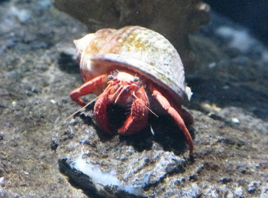 MyAquariumDepot's tweet photo. Hermit crab by JJ Merelo License = Attribution-ShareAlike 04.15.2019
#allmymoneygoestocoral #marinelife
#aquascape #fishtank #fish
#cyano #redslime #nuisancealgae https://t.co/DE6mRVxxjX https://t.co/efJFlw25Wc