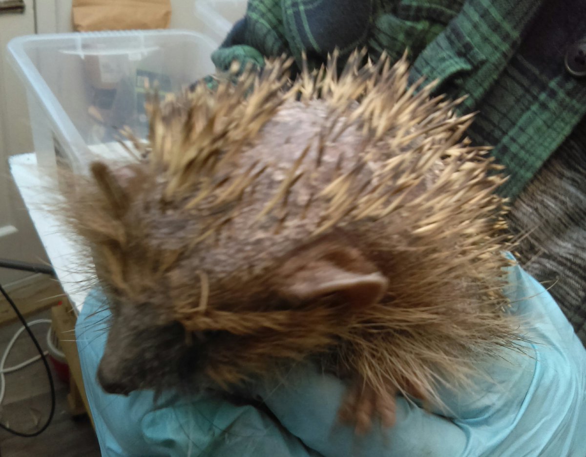 Poppyshedgehogs's tweet photo. Banksy before and after. Your generosity helps us to help #hedgehogs like Banksy at our #Suffolk rescue centre. Thank you. https://t.co/VNWz7tgSHn #charitytuesday https://t.co/H4J2zXKZvm