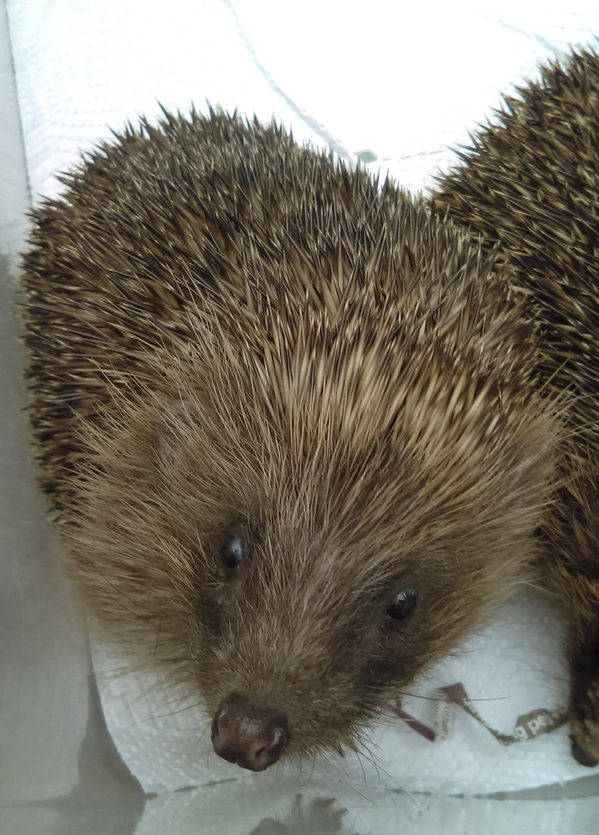 Poppyshedgehogs's tweet photo. Banksy before and after. Your generosity helps us to help #hedgehogs like Banksy at our #Suffolk rescue centre. Thank you. https://t.co/VNWz7tgSHn #charitytuesday https://t.co/H4J2zXKZvm